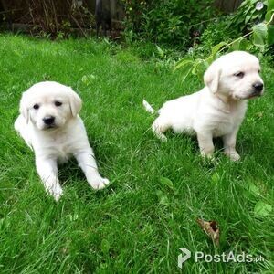 Golden Retriever Puppies | PostAds PH