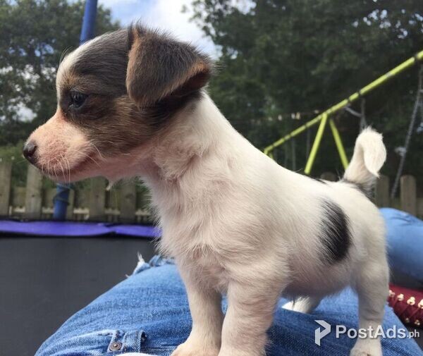 Jack Russell Puppies
