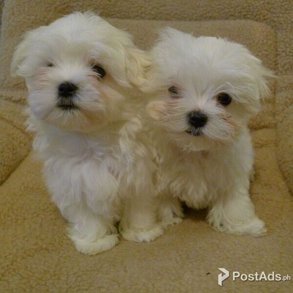 Maltese Puppies