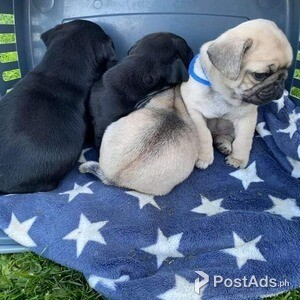 Stunning Pug puppies | PostAds PH