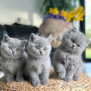 Stunning british shorthair Kittens | PostAds PH