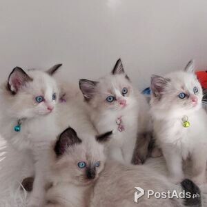 Beautiful Ragdoll Kittens Ready | PostAds PH