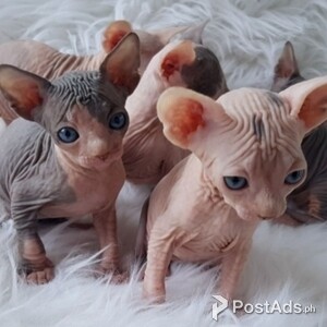beautiful Sphynx kittens | PostAds PH