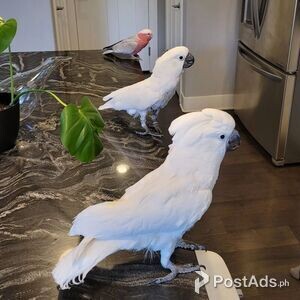 Intelligent Cockatoo Parrots available | PostAds PH