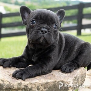 French Bulldog puppies for adoption | PostAds PH