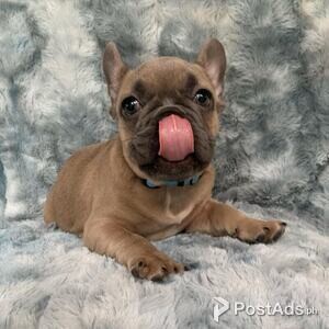Adorable French bulldog Puppies | PostAds PH