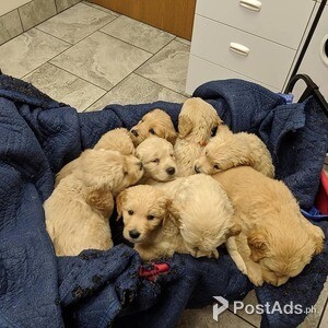 Gorgeous golden retriever puppies | PostAds PH
