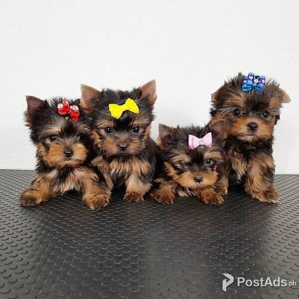 Yorkie puppies