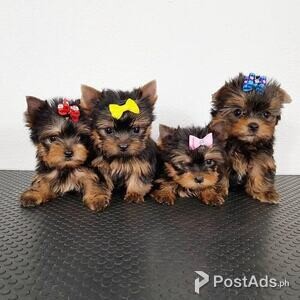 Yorkie puppies | PostAds PH