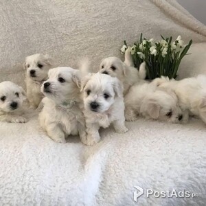 Maltese puppies available | PostAds PH