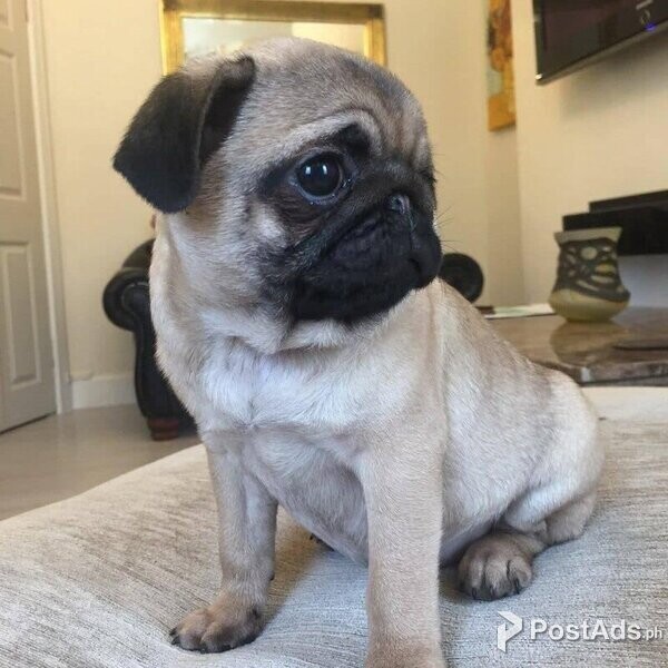 Pug Puppies For Adoption/Rehoming