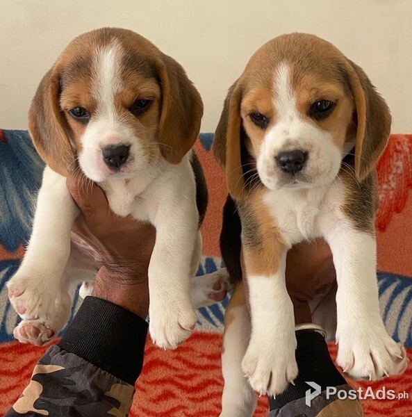 Adorable beagle puppies