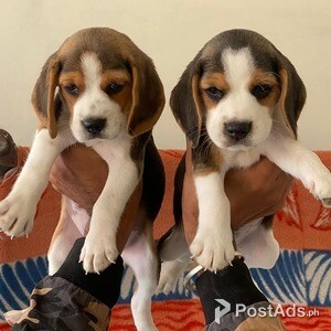 2 Adorable beagle puppies | PostAds PH