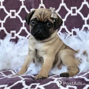 Adorable Pug puppies | PostAds PH