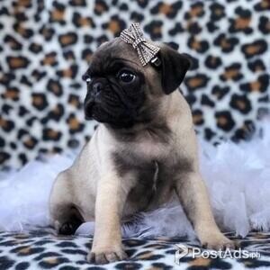 2 Adorable Pug puppies | PostAds PH