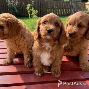 3 Cavapoo puppies for adoption. | PostAds PH