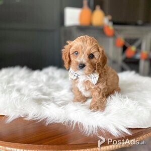 Cavapoo puppies for pet lovers | PostAds PH