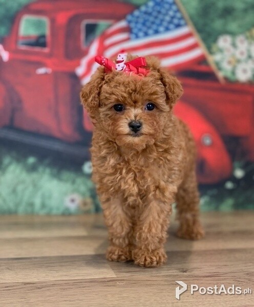 2 Toy poodle puppies for rehoming