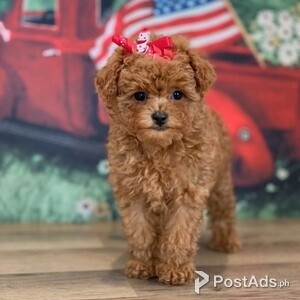2 Toy poodle puppies for rehoming | PostAds PH