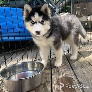 2 Siberian Husky Puppies | PostAds PH