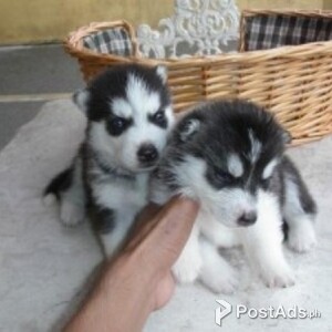 Two lovely little furry Siberian Husky pups | PostAds PH