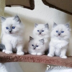 Healthy Ragdoll kiitens | PostAds PH