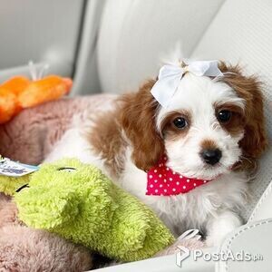 Best friendly Cavapoo puppies male and female | PostAds PH