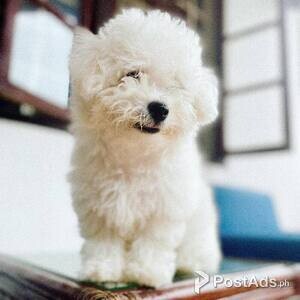 Friendly Bichon Frise puppy | PostAds PH