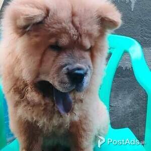 PURE QUALITY CHOW | PostAds PH