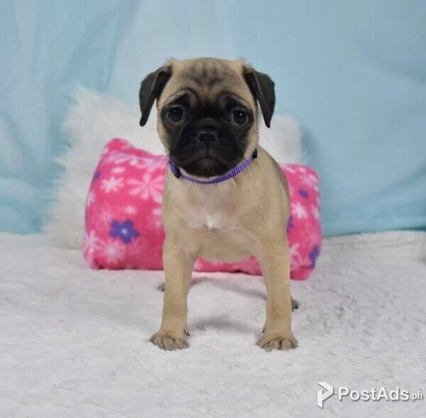 Pugchi 2 Cute and lovely Pug Puppies | PostAds.ph