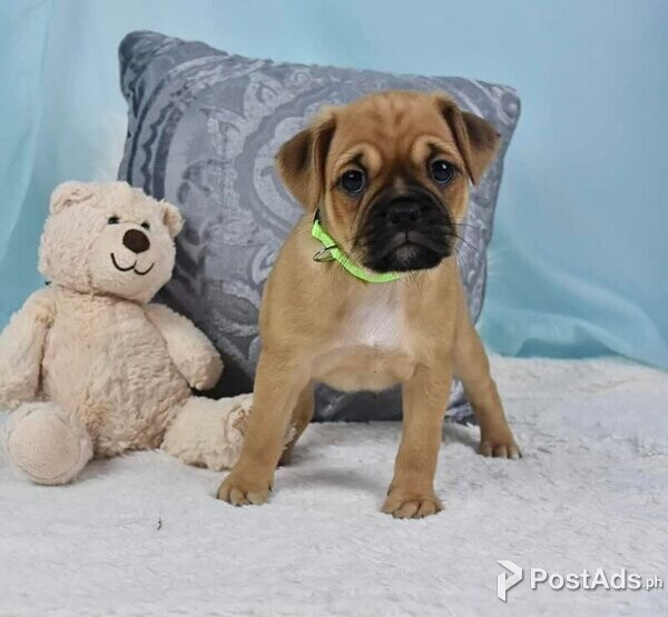 Our 3 Fawn Pug puppies are all ready