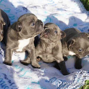 stunning French bulldog babies | PostAds PH