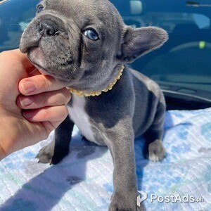 1 french bulldog puppies available | PostAds PH