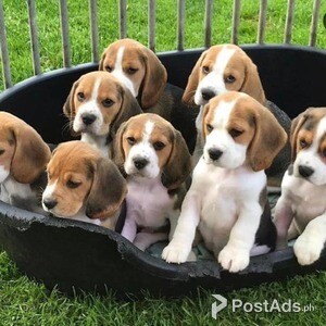 Beagle puppies for sale to a good home | PostAds PH