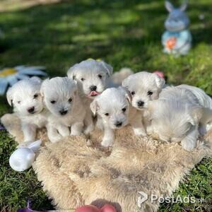 Maltese little boys and girls ready | PostAds PH
