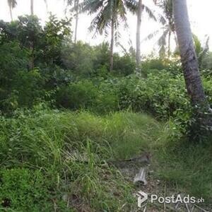AGRICULTURAL FARM FOR SALE IN PAGSANJAN LAGUNA,. | PostAds PH