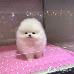 Two Stunning Fluffy Pomeranian | PostAds PH