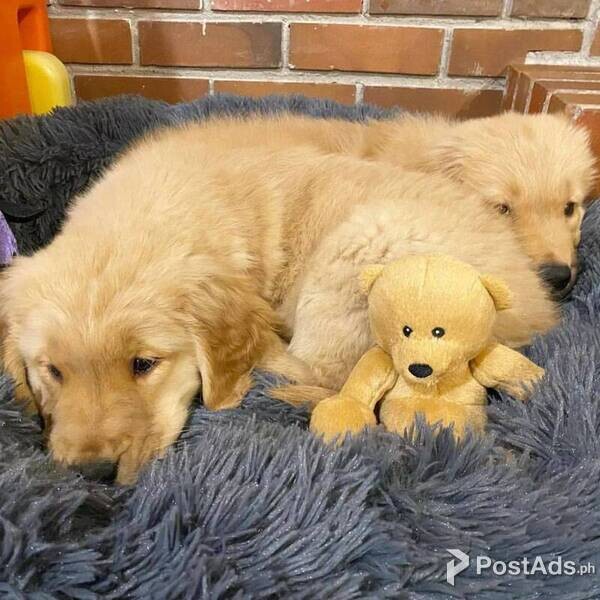 Stunning Golden Retriever Puppies