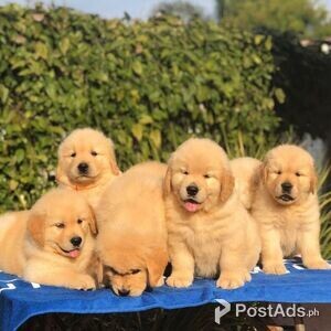 Healthy, Home Raised Golden Retriever Puppies | PostAds PH