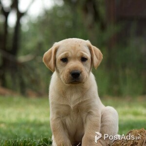 Labrador Retriever pups | PostAds PH