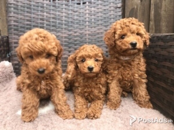 Toy poodle puppies