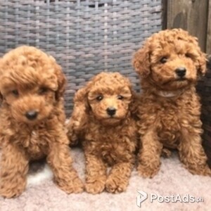 Toy poodle puppies | PostAds PH