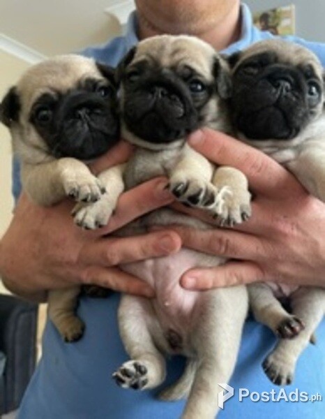 Male and Female Pug Puppies Ready