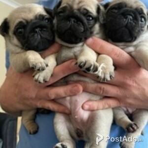 Male and Female Pug Puppies Ready | PostAds PH