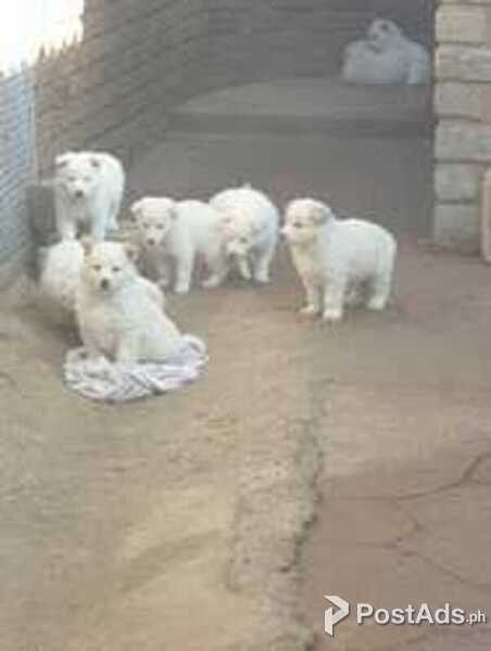 Swiss shepherd puppies