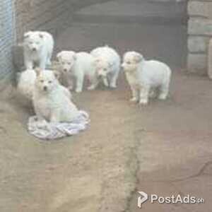 Swiss shepherd puppies | PostAds PH