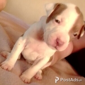 Pitbull puppies | PostAds PH
