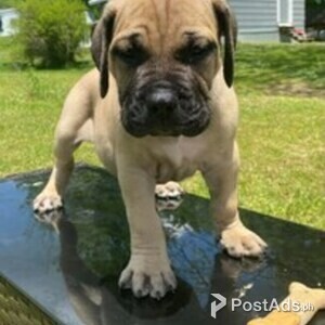 Boerboel puppies males and Female Available | PostAds PH