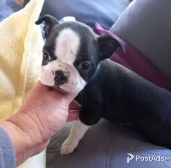 Boston Terrier puppies