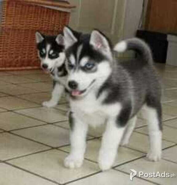 Siberian Husky Puppies